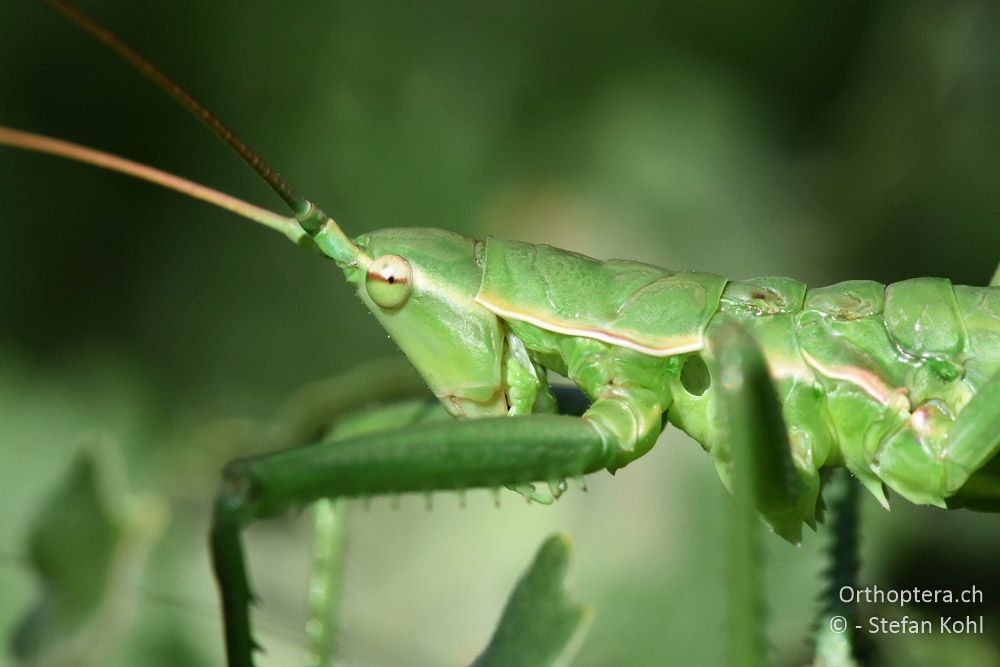 Grosse Sägeschrecke (Saga pedo) ♀ - AT, Niederösterreich, Eichkogl bei Mödling, 07.07.2018