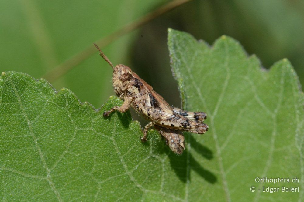 Pezotettix giornae ♂ - BG, Blagoewgrad, Ribnik an der Struma, 13.07.2018