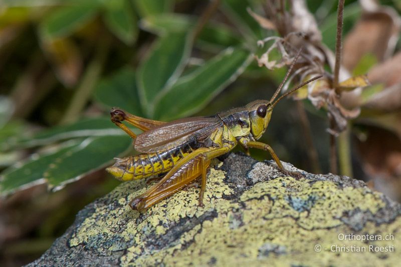 Podismopsis keisti ♂. Die Flügel erreichen das Hinterleibsende nicht - CH, SG, Gamserrugg, 05.09.2010