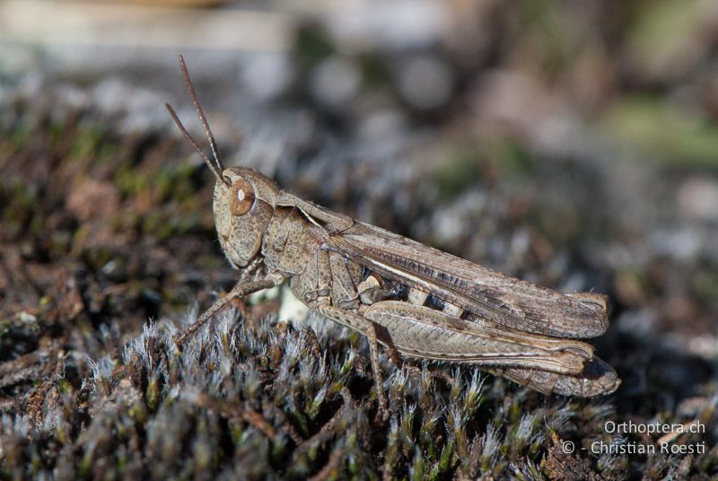 Chorthippus mollis ♀ - FR, Pyrénées-Orientales, Enveitg, 06.10.2010