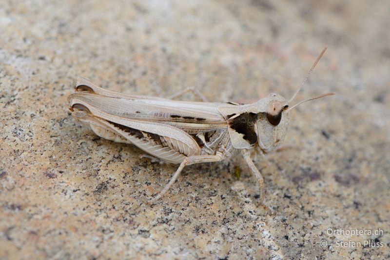 Dociostaurus jagoi ♀ - FR, Crau, 07.07.2014