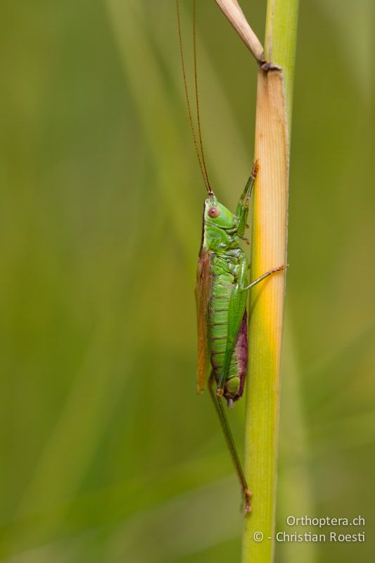 Conocephalus fuscus ♂ - CH, VD, Cudrefin, 25.08.2011