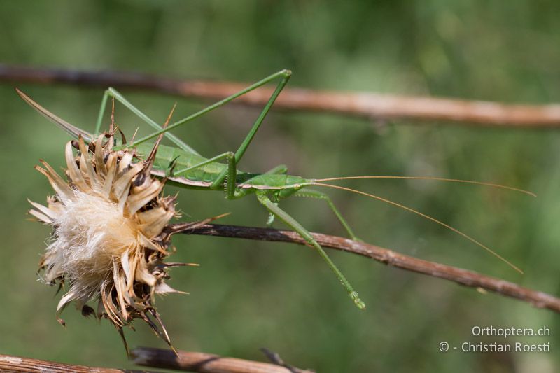 Saga campbelli ♀ - GR, Zentralmakedonien, Vironia, 08.07.2013