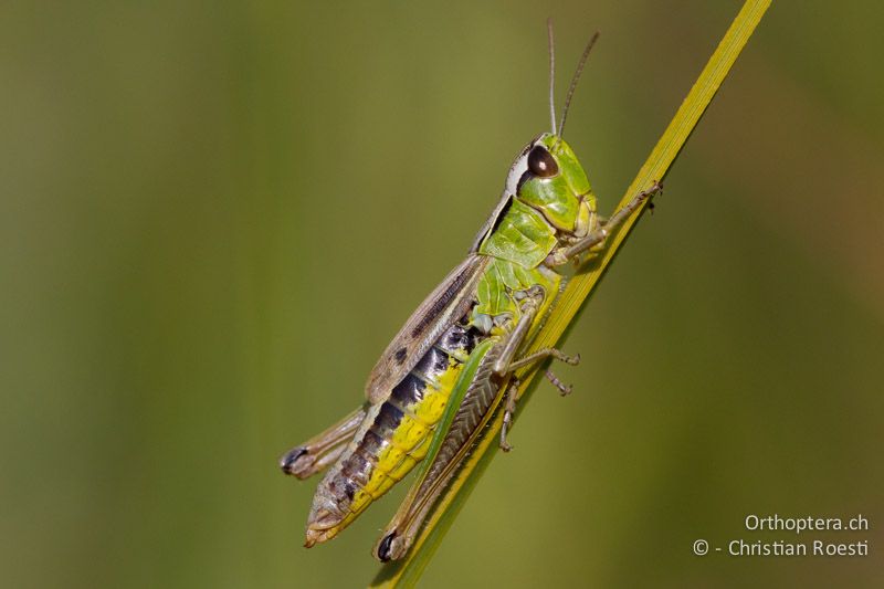 Pseudochorthippus montanus ♀ - CH, VD, Cudrefin, 06.09.2013