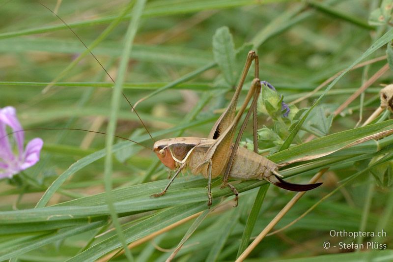 Sepiana sepium ♀ - GR, Zentralmakedonien, Alistrati, 07.07.2013