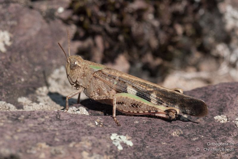 Aiolopus strepens, Weibchen