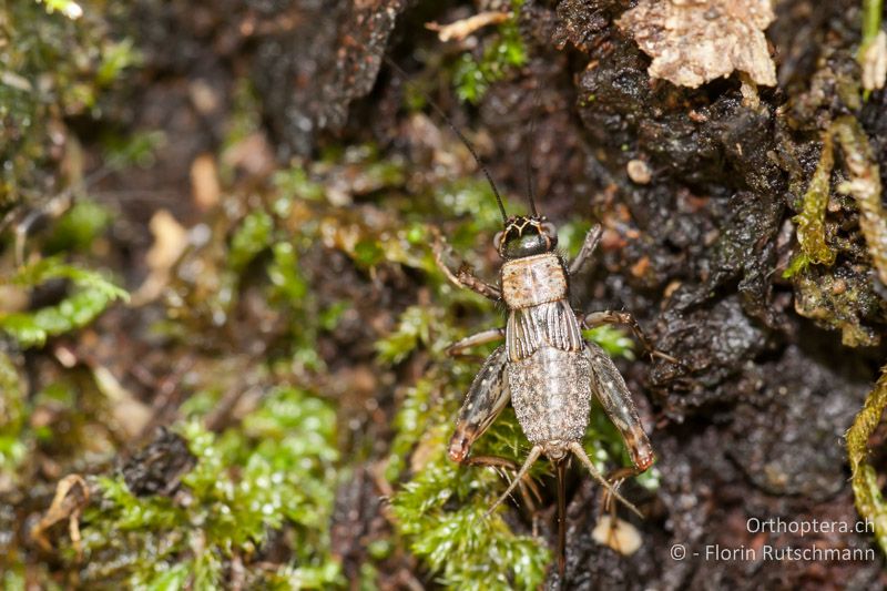 Nemobius sylvestris ♀ - CH, TG, Immenberg, 07.08.2010