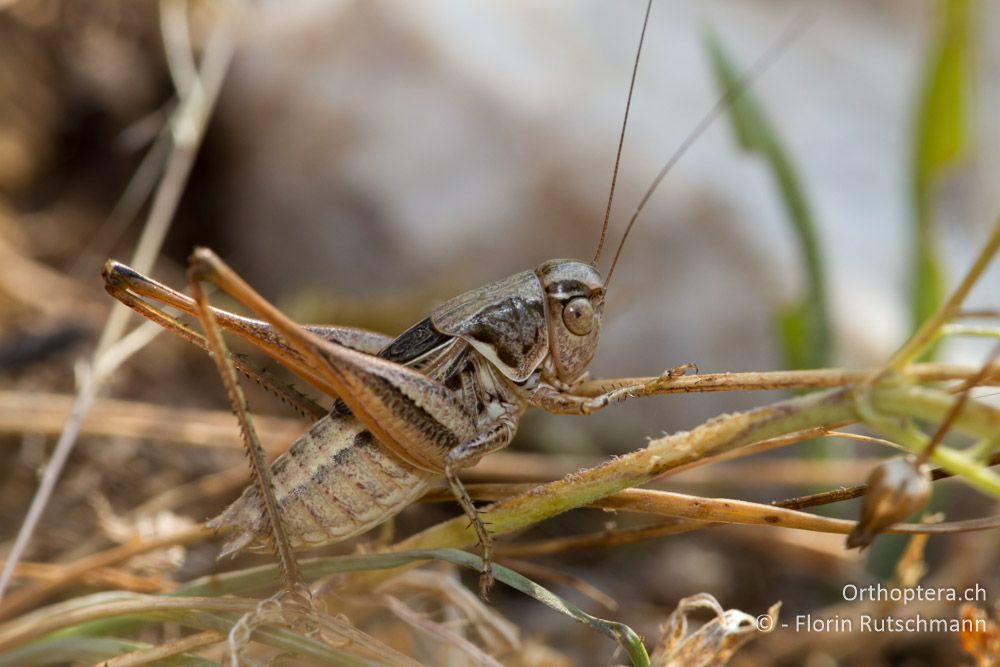 Männchen der Beissschrecke Montana cf. macedonica - Nordöstlich von Paramythia, 11.07.2011