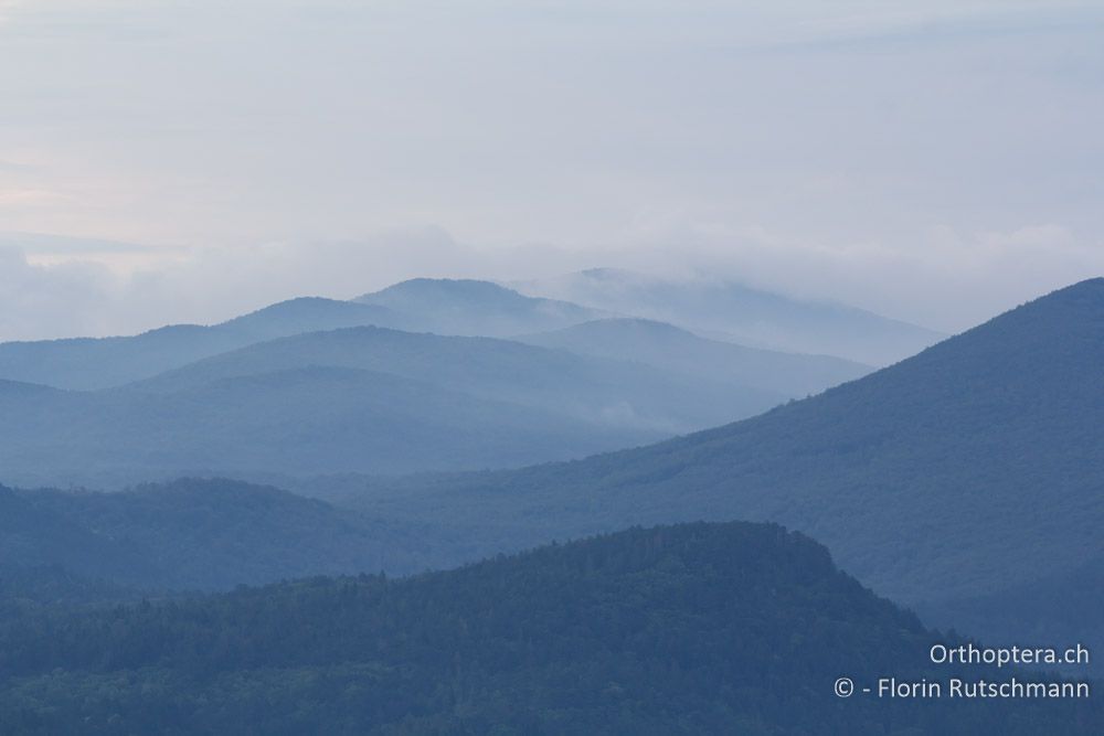 Mystische Nebellandschaften - HR, Istrien, Brest, 26.07.2014