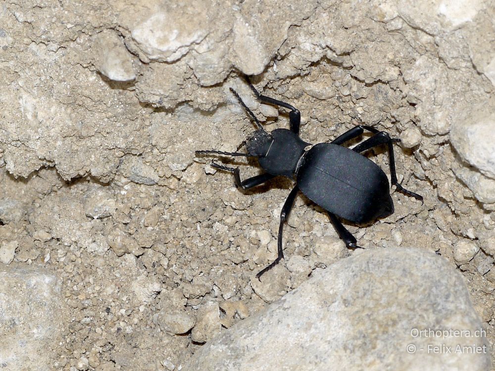 Schwarzkäfer Akis elongata - GR, Zentralmakedonien, Kerkini-See, 08.07.2013