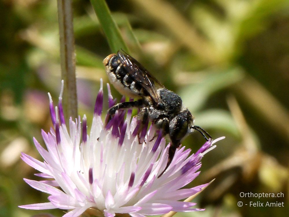 Lithurgus chrysurus - GR, Zentralmakedonien, Dojran-See, 09.07.2013