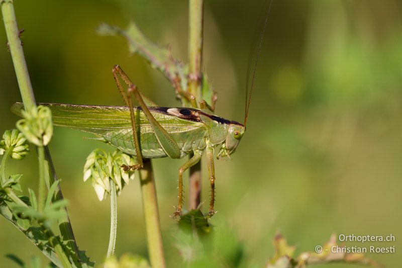 Tettigonia viridissima ♂ - HR, Istrien, Vozilići, 13.06.2014