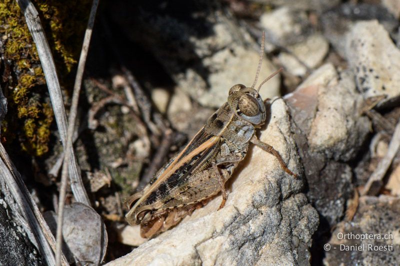 Calliptamus barbarus ♂ - FR, Col des Portes, 06.07.2014