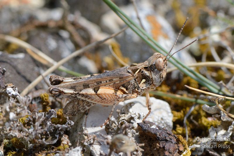 Dociostaurus genei ♂ - FR, Rustrel, 05.07.2014