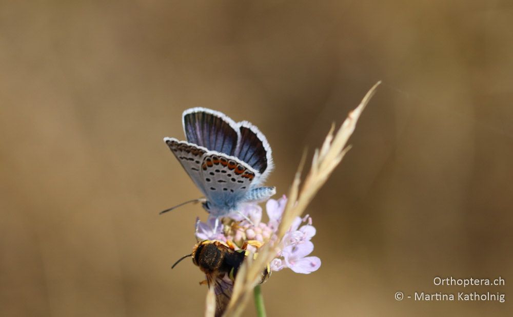 Argus-Bläuling (Plebejus argus) - HR, Istrien, Bokordići, 19.07.2015