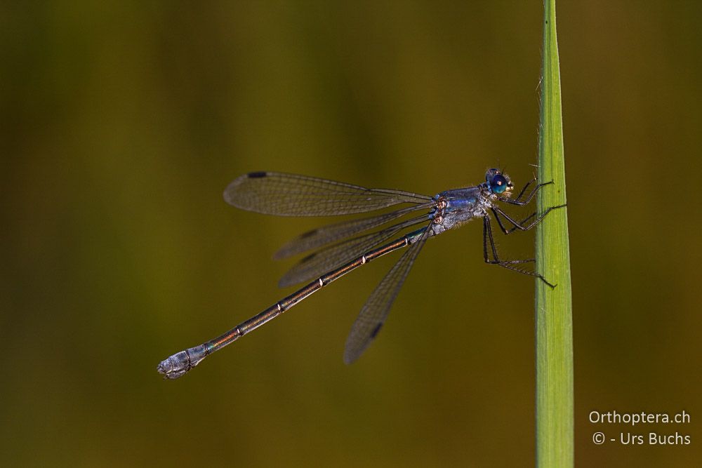 Lestes macrostigma ♀ - GR, Ostmakedonien, Mandra, 19.6.2013