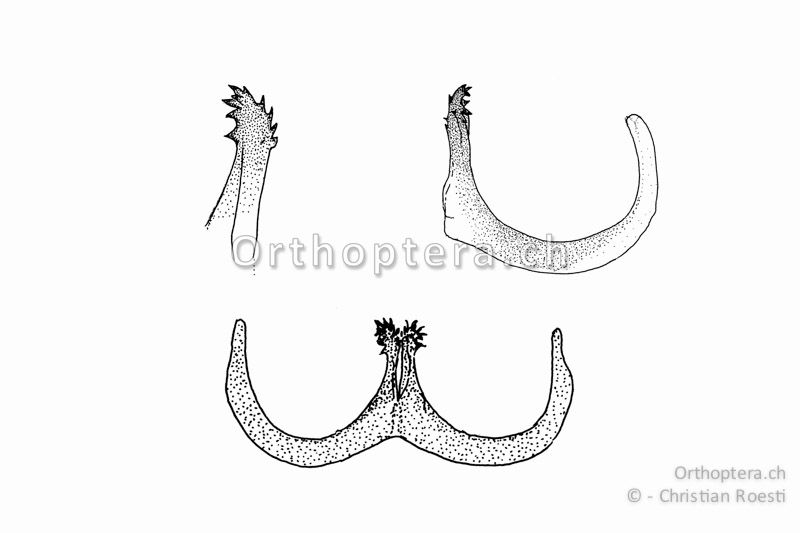 Titillatoren von Pholidoptera littoralis insubrica ♂. Unten das zusammenhängende Titillatorenpaar, oben rechts der rechte Titillator, oben links die vergrösserte Spitze des linken Titillators.