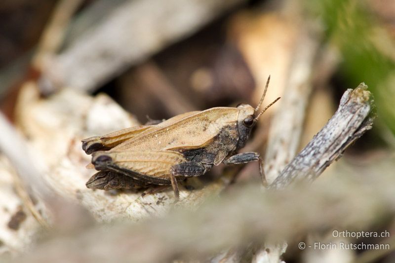 Tetrix kraussi ♂ - CH, SH, Hemmental, 13.08.2011