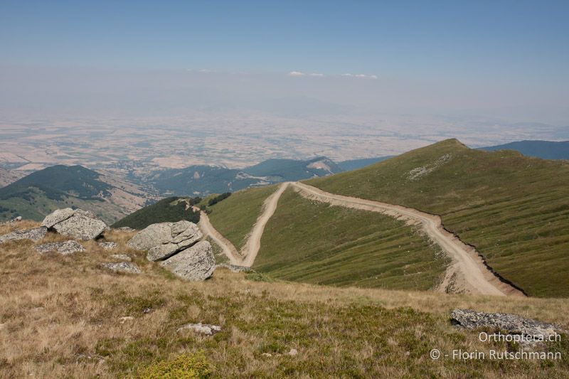 Sehr dichte, verfilzte Krautschicht mit Zwergsträuchern in einem Sömmerungsgebiet für Rinder - GR, Westmakedonien, Mt. Varnous, 20.07.2012