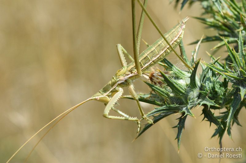 Saga campbelli ♂ auf Färberdistel - BG, Chaskowo, Matochina, 09.07.2018