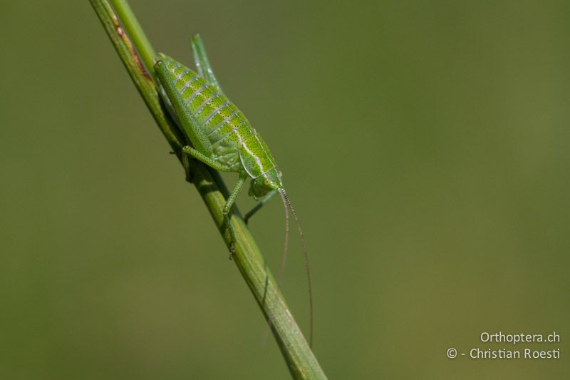 Larve von Poecilimon ampliatus - HR, Istrien, Učka, 11.06.2014