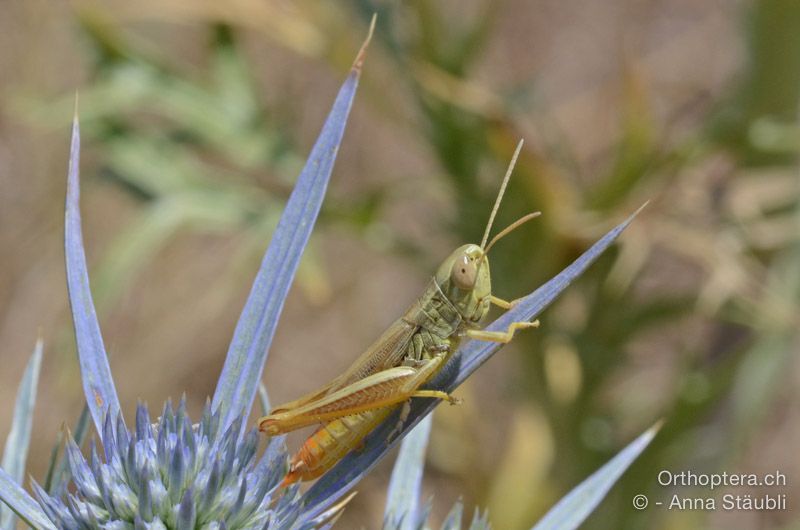 Euchorthippus declivus ♂ - HR, Istrien, Bokordići, 19.07.2015