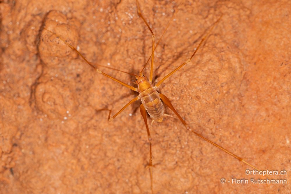 Dolichopoda pavesii ♂ - GR, Ionische Inseln, Kefalonia, 13.06.2024