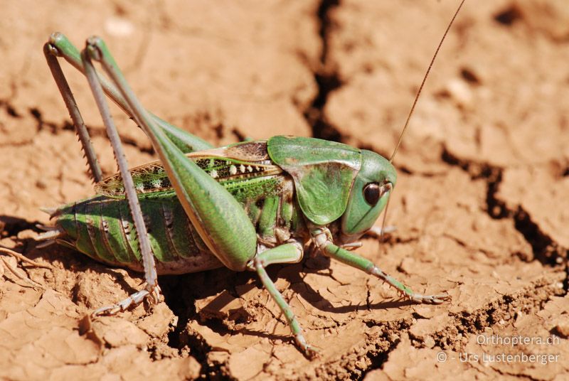 Kräftiges ♂ von Decticus verrucivorus monspelliensis - FR, Plateau d'Aumelas, 11.07.2014