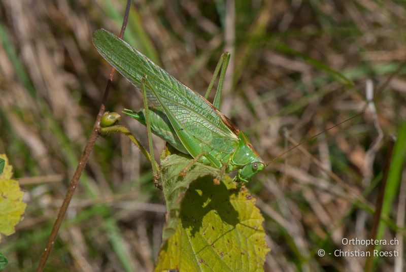 Tettigonia viridissima ♂ - CH, BE, Gurten, 19.09.2010