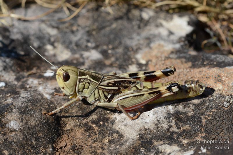 Arcyptera brevipennis brevipennis ♀ - HR, Insel Cres, 23.07.2015