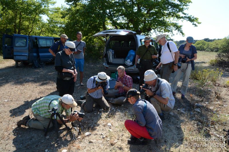 Da muss etwas sein (gut getarnte Gottesanbeterin) - GR, Zentralmakedonien, Efkarpia, 05.07.2017