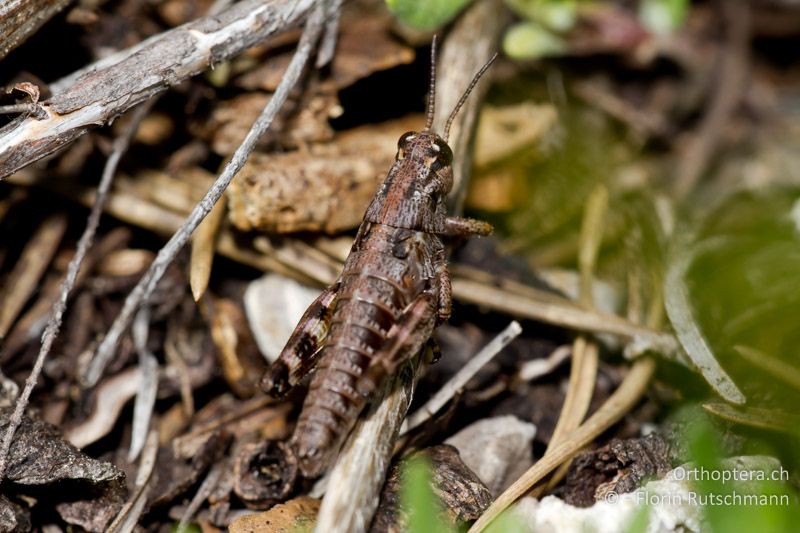 5. Larvenstadium von Podisma pedestris ♂ - AT, Vorarlberg, Grosses Walsertal, 23.05.2011