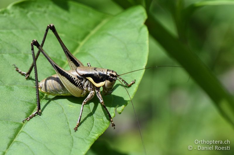 Parapholidoptera castaneoviridis ♂ - BG, Chaskowo, Matochina, 09.07.2018