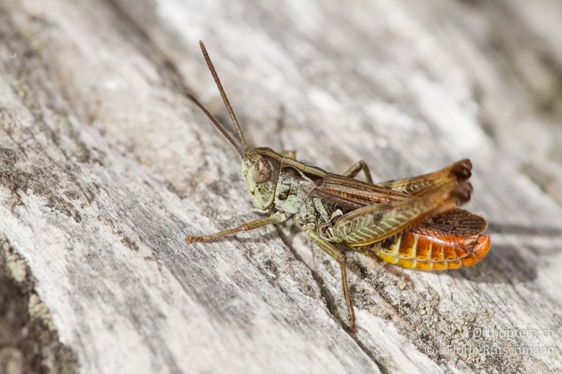 Omocestus haemorrhoidalis ♂ - CH, VS, Törbel, 22.09.2013