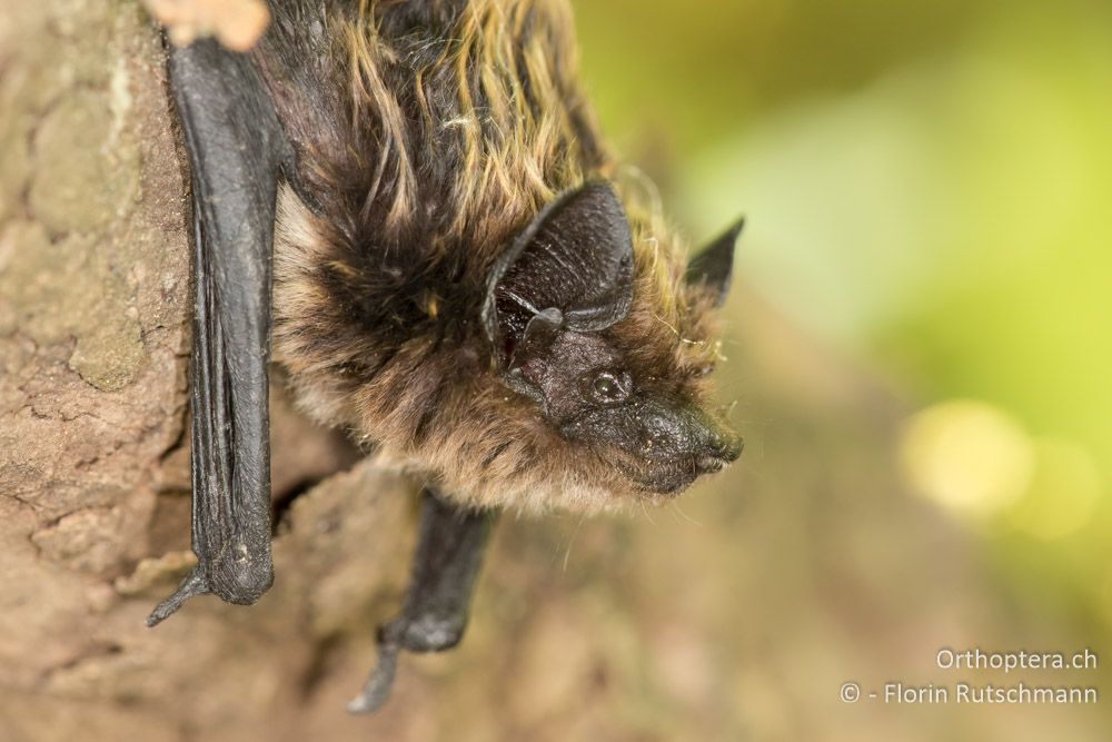 Alpenfledermaus nach einem Bad im kalten Gebirgsbach - GR, Mittelgriechenland, Mt. Iti, 14.06.2015