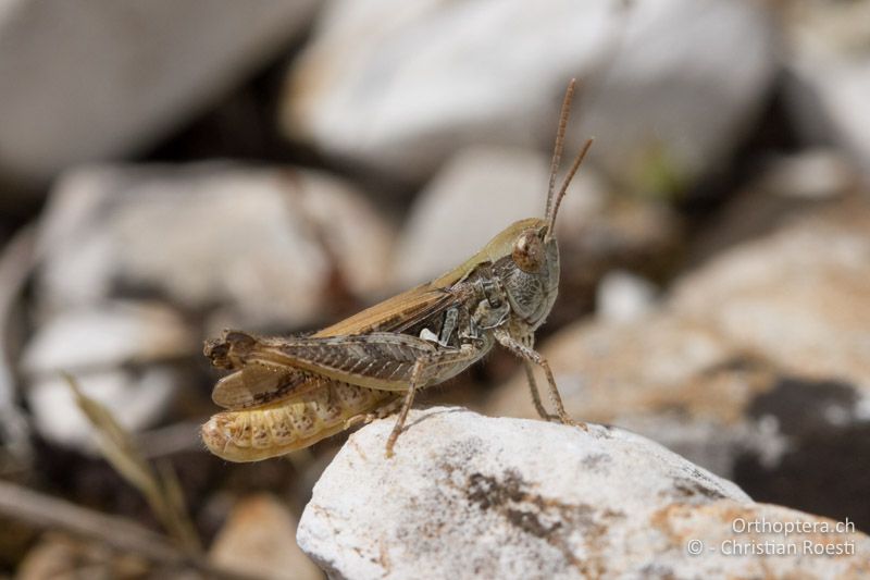 Omocestus petraeus ♂ - FR, Bouches-du-Rhône, Col des Portes, 06.07.2014