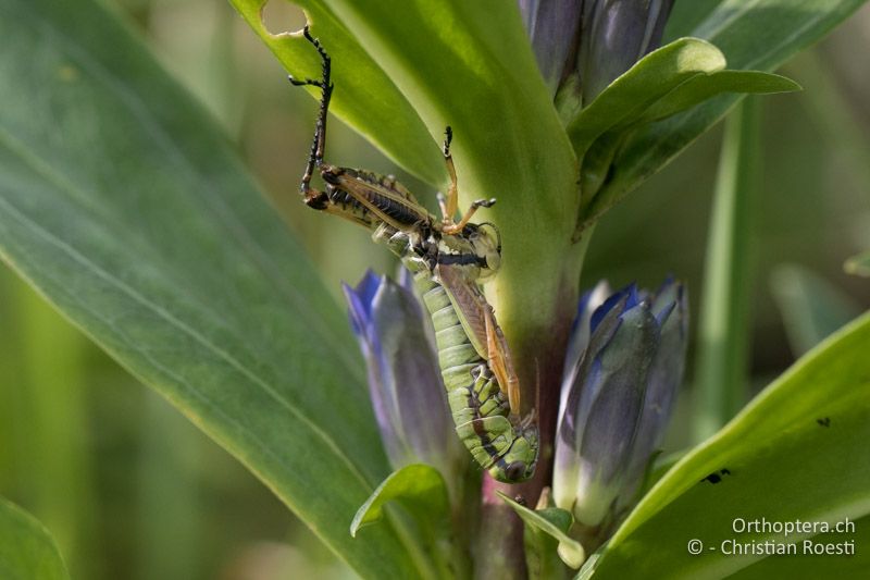 Micropodisma salamandra Häutung - HR, Istrien, Ucka Nationalpark, 24.07.2015