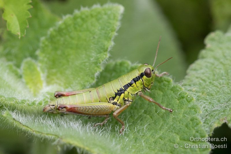 Micropodisma salamandra ♀ - HR, Istrien, Račja Vas, Dol, 24.07.2015