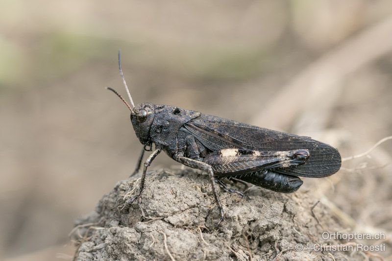 Psophus stridulus ♂ - HR, Istrien, Račja Vas, Dol, 24.07.2015