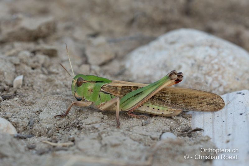 Locusta migratoria ♀ - ALB, Gjirokastra, Humelicë, 22.06.2024