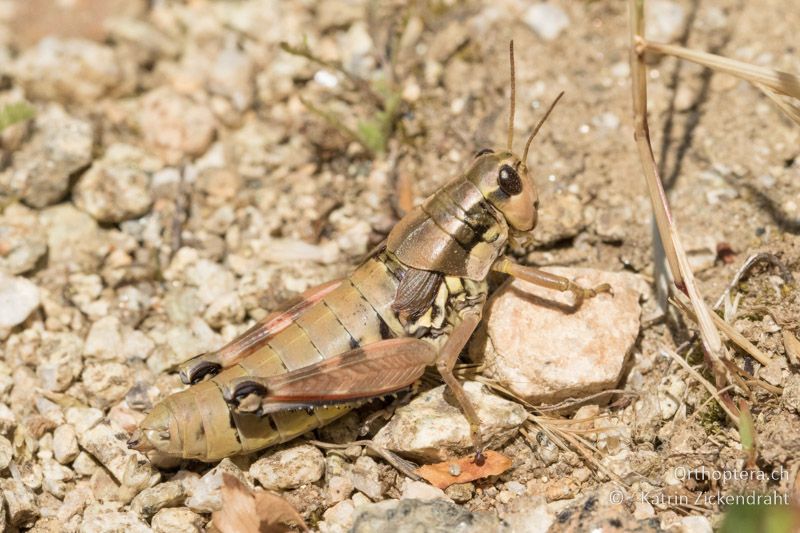 Podisma pedestris ♀ - GR, Westmakedonien, Kratero, 10.07.2017