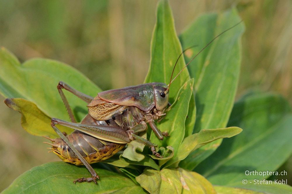 Psorodonotus illyricus ♂ - HR, Istrien, Račja Vas, Dol, 24.07.2015