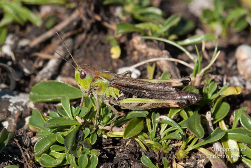 Stenobothrus rubicundulus ♀ - IT, Piemont, Colle die Tenda, 24.09.2009