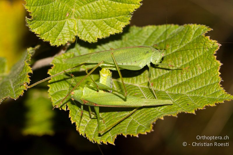 Paarung von Phaneroptera nana. Das ♂ ist unten und muss seinen Hinterleib verrenken, um das ♀ festzuhalten. Es hält sich zum Teil am ♀ fest - CH, TI, Mt. Caslano, 11.10.2011