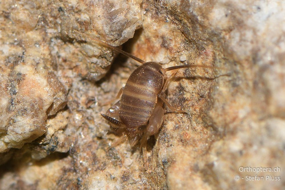 Myrmecophila sp. - BG, Blagoewgrad, Melnik, 11.07.2018