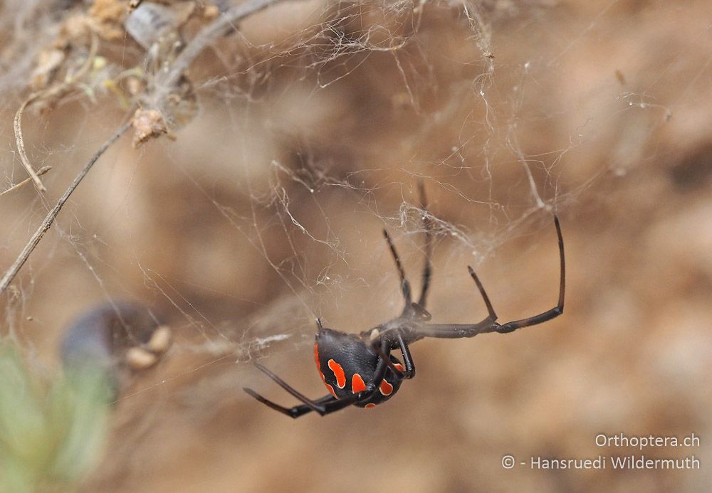 Latrodectus tredecimguttatus ♀ im Gespinst - HR, Cres, Predošćica, 23.07.2015