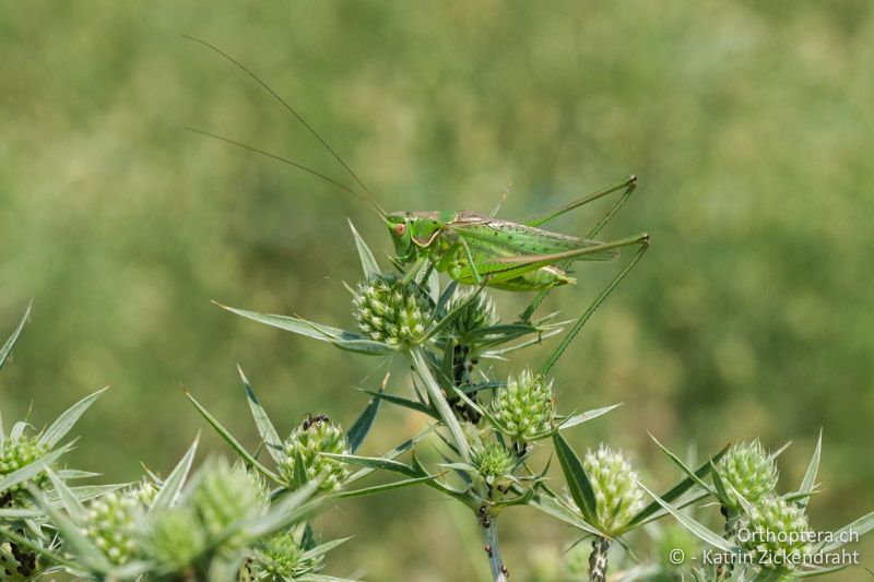 Heideschrecke (Gampsocleis glabra), Männchen