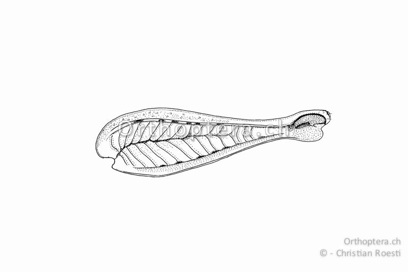 Linker Hinterschenkel von Aiolopus strepens. Er ist untersetzt und ungefähr 3-3,5x so lang wie hoch.