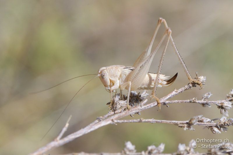 Tessellana nigrosignata ♀ - GR, Westmakedonien, Xino Nero, 10.07.2017