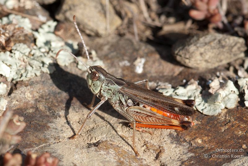 Stenobothrus grammicus, Männchen